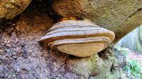 Mushroom-On-Tree [Alder Bracket Fungi] 02[by.Cor][1920x1080]